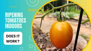 Ripening Tomatoes Indoors In a Cardboard Box Does It Work [upl. by Eessac807]