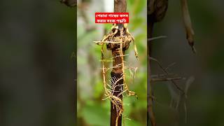 পেয়ারা গাছের কলম করার সহজ পদ্ধতি How to propagation by guava treeguava [upl. by Assirrem60]