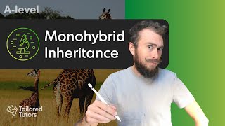 Monohybrid Inheritance  ALevel Biology Tutorial [upl. by Laersi]