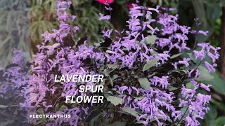 Plectranthus  Lavender Spur Flower Tips on plant care and Propagation of this easy to grow plant [upl. by Vincents]