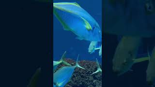 Snapshot Aquarium Las Palmas quotPoema del marquot [upl. by Bathsheb]