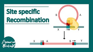 Site specific recombination  How do site specific Recombinases work [upl. by Asset527]