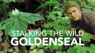 Stalking The Wild Goldenseal [upl. by Slavin897]