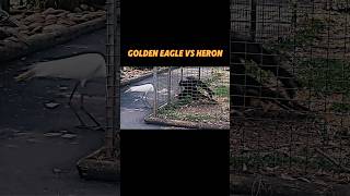 Golden eagle vs heron trending goldeneagle herons animals crane cranebird birds eagleshorts [upl. by Darelle233]