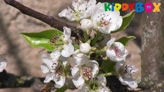 Vivaldi  VIER JAHRESZEITEN  Frühling  Spring [upl. by Boru]