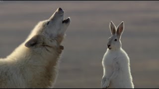 Wolf Pack Hunts A Hare  The Hunt  BBC Earth [upl. by Inge]