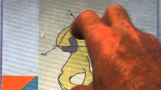 Part 1 Sacroiliac and Pelvis Anatomy Review  Hesch Method Manual Therapy [upl. by Kela]