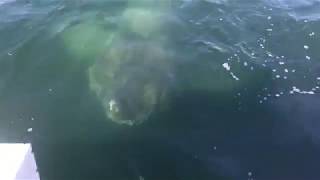 Giant Shark Encounter Barnstable Harbor Cape Cod 2017 [upl. by Aramak]