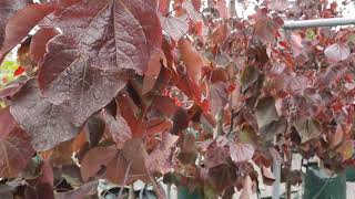 Fall in love with Cercis canadensis Forest Pansy 100L 2530m [upl. by Sirovat19]