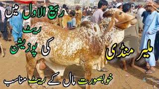 Malir Mandi Karachi Cattle Rates Update  26 September 2023  Cow Mandi 2024 [upl. by Persian]