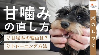 犬が甘噛みする理由や直し方をドッグトレーナーが解説！（犬のしつけ子犬成犬保護犬噛む） [upl. by Shugart]