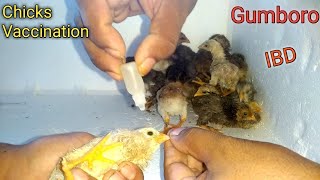 Gumboro  IBD  1st vaccine for chicks  Chuja ko vaccine kaise de [upl. by Anesor622]