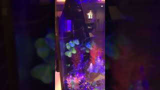 Cool Fish Tank [upl. by Salita]