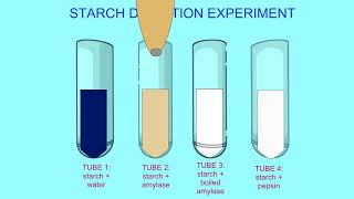 starch digestion 1 [upl. by Eesac111]