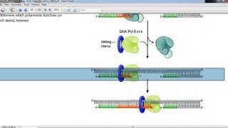 DNA ReplicationSliding Clamp and sliding clamp loader [upl. by Andria]