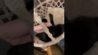 Video of adoptable pet named Colt amp Tum Tum [upl. by Adnorahs688]