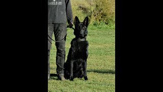 Testing out our NEW BLACK German Shepherd  K9 Blade [upl. by Weiman]