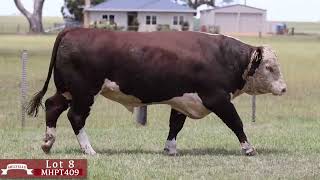 Lot 8 MHPT409 Melville Herefords 2024 [upl. by Nere971]