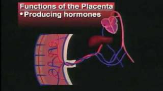 Structures and Functions of Placenta [upl. by Lantha]