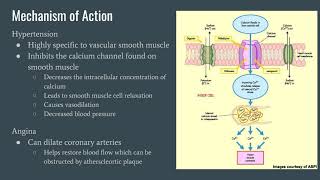 Nifedipine for High Blood Pressure [upl. by Eynenihc]