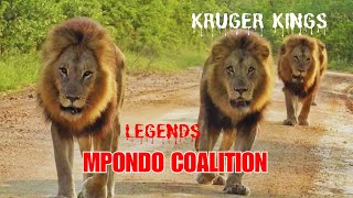 La Coalición MPONDO  Leyendas del Kruger Mpondo Coalition lion animals nature [upl. by Ylehsa]