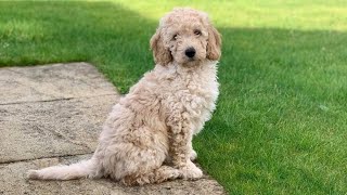 BRINGING HOME OUR MINIATURE LABRADOODLE PUPPY [upl. by Snell]