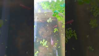 LONG FIN BREEDER DANIOS GREEN AND BLUE pkbm mollyfish guppy pondfishing [upl. by Kcirret]