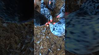 Is My Rooster A Chicken Egg Cannibal rooster [upl. by Nysa]