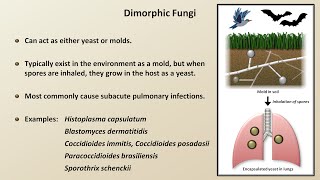 Classification and Structure of Fungi Fungal Infections  Lesson 1 [upl. by Dearborn]