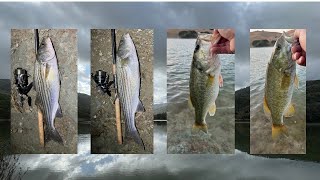 Jerkbait Fest 2 SmallmouthStripersLargemouth fishing fishingvideo bassfishing fishinglife [upl. by Carver187]