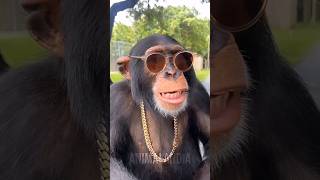 CHIMPANZÉ animais animal [upl. by Otsedom]