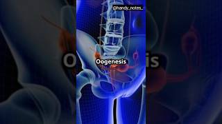 Process Of Oogenesis oogenesis reproduction [upl. by Reedy]