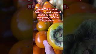 Japanese Persimmon Fruit is amazing source of natural Vitamin A and C persimmonfruit viralshorts [upl. by Viridissa780]