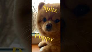 Spitz Puppy Cute [upl. by Irafat296]