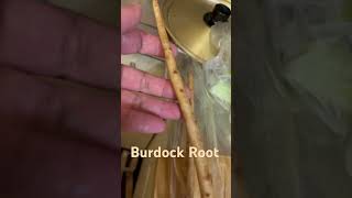 Burdock Root cookingyummy [upl. by Latt]