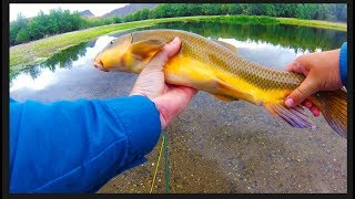 Fly Fishing the Lower Salt RiverCATCHING SALT RIVER BONES [upl. by Bolt97]