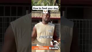 FEEDING YOUR ROTTWEILER hausofvigiliorottweilers mastiff bigdogs canine doglover rottweiler [upl. by Tahp720]