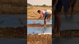 Mulching farming shorts ytshots agriculture farming garden kheti kisan satisfying [upl. by Yboj393]