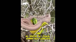 Un Camaleón ataca a esta serpiente venenosa frente a un arbol [upl. by Gem]