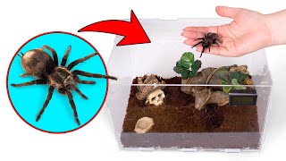 Cómo crecen las tarántulas  Una perfecta casa para tu mascota araña [upl. by Englis]