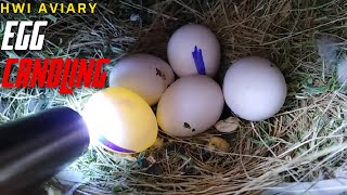 Egg Candling  Egg Candling Process From Day 1 To 21  Fertile egg  Infertile egg  HWI Aviary [upl. by Lodhia]