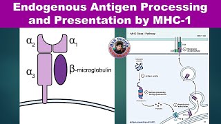 Endogenous Antigen Processing and PresentationMHC1  Cytosolic Pathway  Immunology  HSR Bioinfo [upl. by Wendy232]