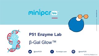 P51™ Enzyme Lab βGal Glow™ from miniPCR bio [upl. by Catlin351]