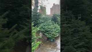 Árboles 🌲 de navidad en venta xmastree london winter [upl. by Susette]