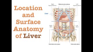 Location and Surface Anatomy of Liver [upl. by Young213]