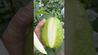 Cutting giant seedless guava at the farm fruit cuttingfruits guava [upl. by Anilat]