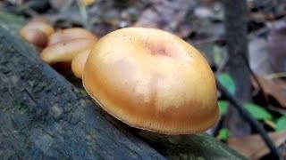 Galerina autumnalis is a deadly poisonous mushroom [upl. by Thurstan947]