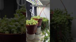 Aphids Treatment shorts propagation indoorplant plants houseplant pestcontrol plantcare [upl. by Natalya885]