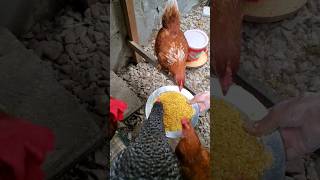 Como hacer calcio natural para Gallinas [upl. by Esertap]