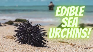 Discovering the Delicacy of Edible Sea Urchins Curiosities and Facts [upl. by Yesrod]